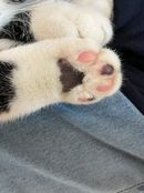 Ferdyškovy tlapičky.jpg